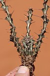 Euphorbia sp nova xylacantha type Adadi vychodne GPS175 Kenya 2014 Christian IMG_2754.jpg